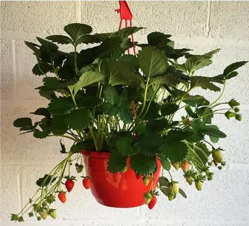 Buy & Sell West Midlands Birmingham - Photos for strawberry hanging baskets