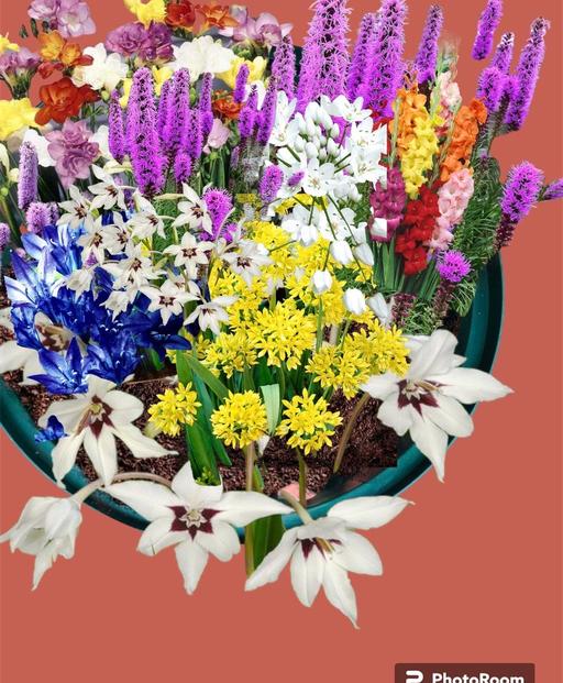 Buy & Sell West Midlands Dudley - Photos for 50 flower bulbs with plastic basket easy grow