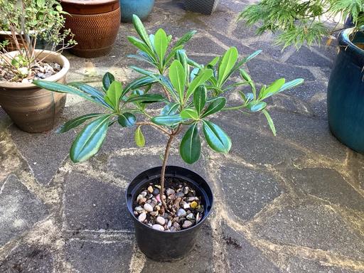 Buy & Sell Essex Rochford - Photos for PILLOSPORUM TORIRA PLANT