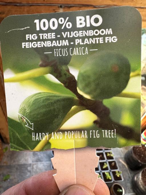 further learning West Midlands Birmingham - Photos for HARDY AND POPULAR FIG TREEI