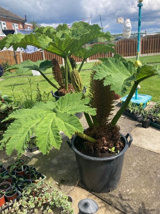 Buy & Sell South Yorkshire Sheffield - Photos for Gunnera manicata