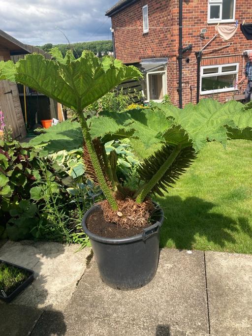 Buy & Sell South Yorkshire Sheffield - Photos for Gunnera Manicata