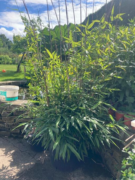 Buy & Sell South Yorkshire Sheffield - Photos for 7ft Bamboo