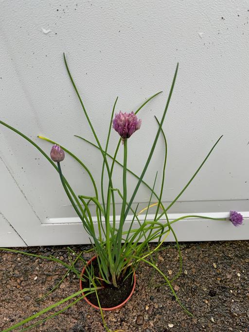 Buy & Sell Kings Heath Birmingham - Photos for Herbs chives