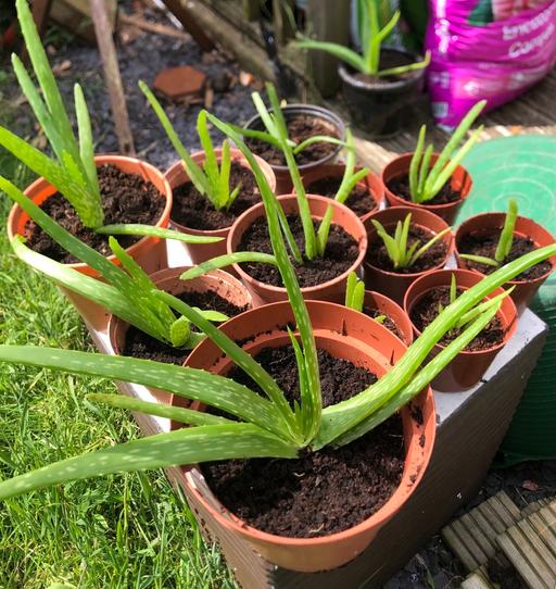 Buy & Sell West Midlands Coventry - Photos for Aloe Vera new plants