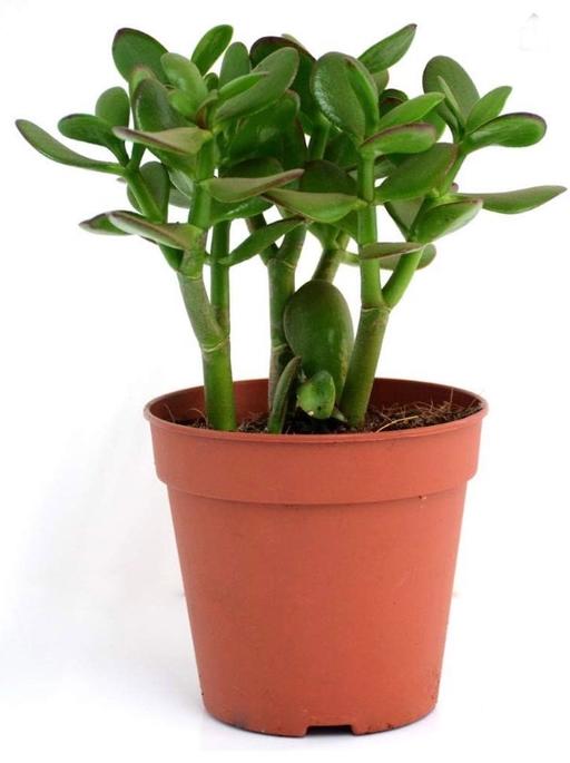 Buy & Sell West Midlands Coventry - Photos for Crassula ovata - money plant