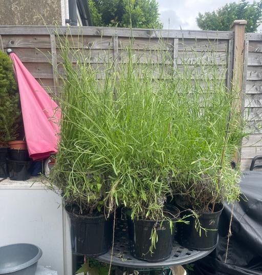 Buy & Sell Hertfordshire Watford - Photos for 8 x Pots Lavender 100cm