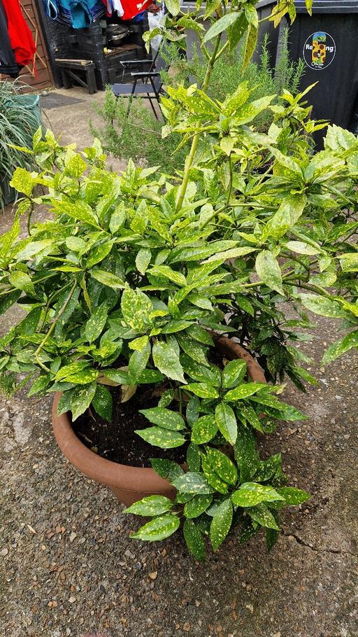 Buy & Sell Brent Wembley - Brent - Photos for Aucuba japonica, plant