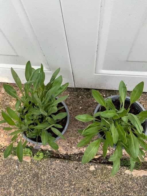 Buy & Sell Kings Norton Birmingham - Photos for Coreopsis Solar Fancy