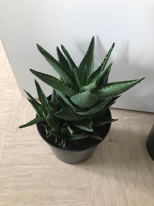 Buy & Sell East London East India - East London - Photos for dwarf alo vera plant 45cm tall pot size 22cm