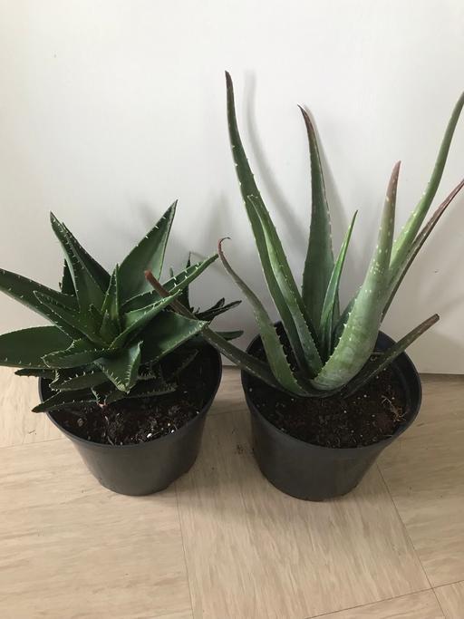 Buy & Sell East London East India - East London - Photos for 2X Large dwarf alo vera plant in large pot