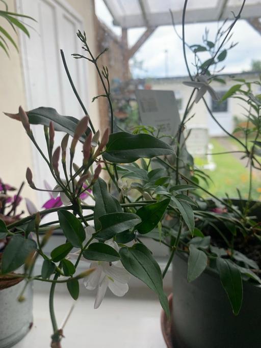 Buy & Sell East London Redbridge - Photos for 1 jasmine tall plant 