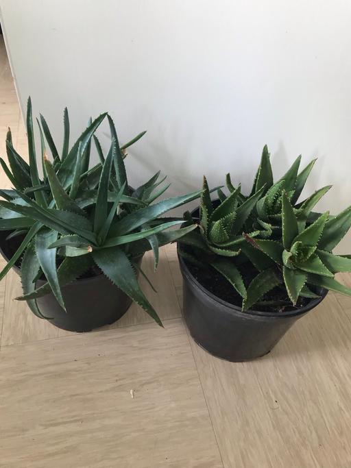 Buy & Sell East London East India - East London - Photos for 2X Large plant 1 dwarf alo vera 1 aloe vera