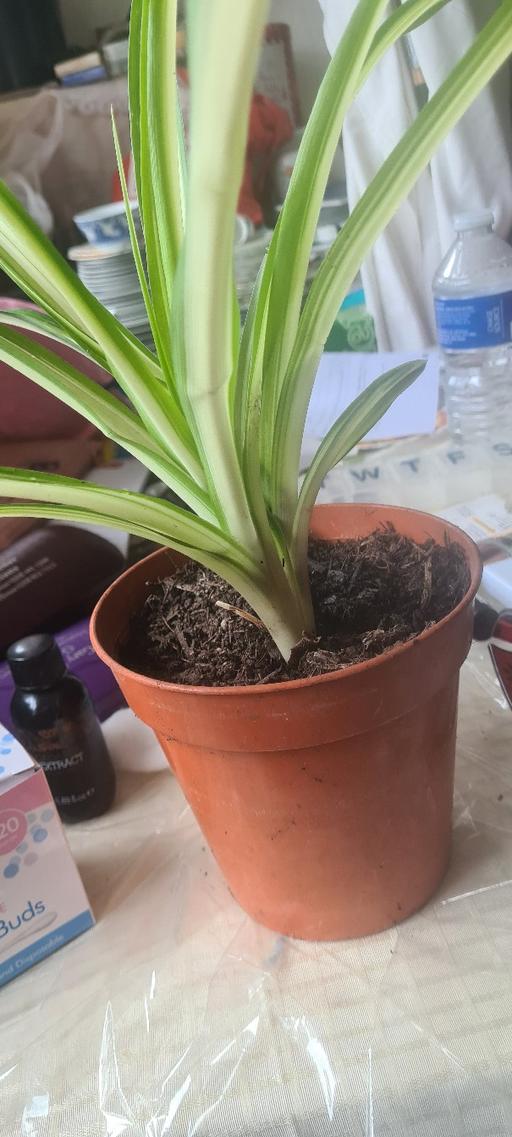 Buy & Sell North London Stamford Hill - North London - Photos for spider plant