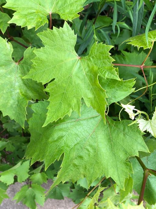 Buy & Sell East London Little Ilford - East London - Photos for Organic Grape leaves