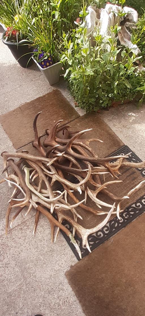 Buy & Sell Lancashire Blackpool - Photos for Red deer antlers