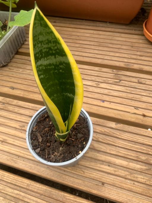 Buy & Sell East London Seven Kings - East London - Photos for house plant