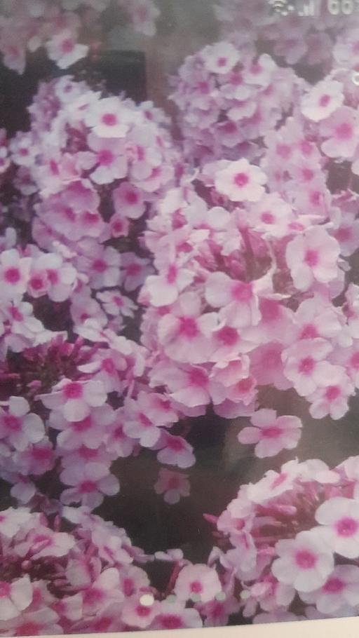 Buy & Sell West Midlands Birmingham - Photos for Phlox scented large pot