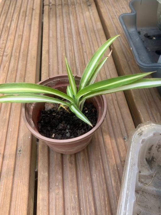 Buy & Sell East London Seven Kings - East London - Photos for Spider plant