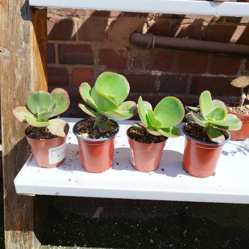 Buy & Sell West Midlands Birmingham - Photos for echeveria gigantea succulent plant