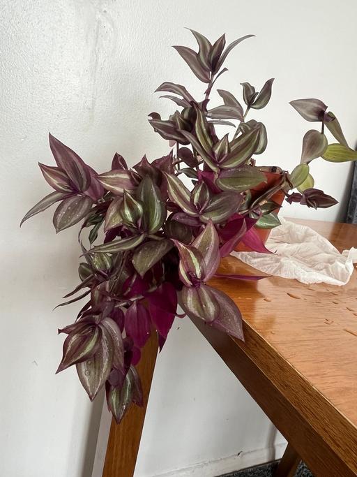 Buy & Sell South West London Streatham Common - South West London - Photos for Beautiful and healthy plant collection only