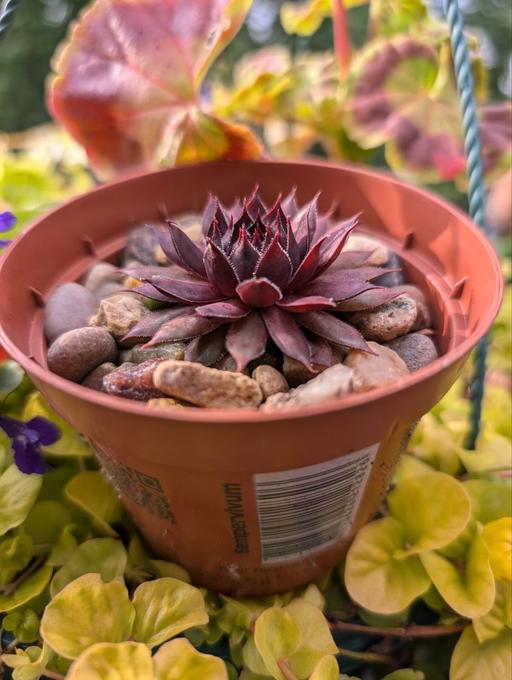 Buy & Sell East London Blackhorse Road - East London - Photos for Sempervivum Ahmar garden succulent plant