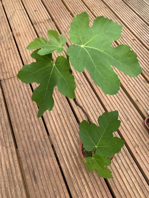 Buy & Sell East London Seven Kings - East London - Photos for Large fig plant