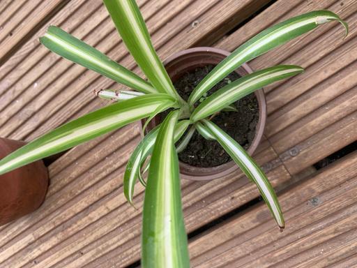 Buy & Sell East London Seven Kings - East London - Photos for 2 spider plants