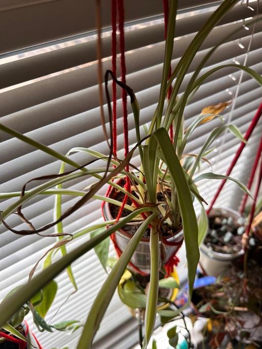 Buy & Sell South East London Old Kent Road - South East London - Photos for Spider plant