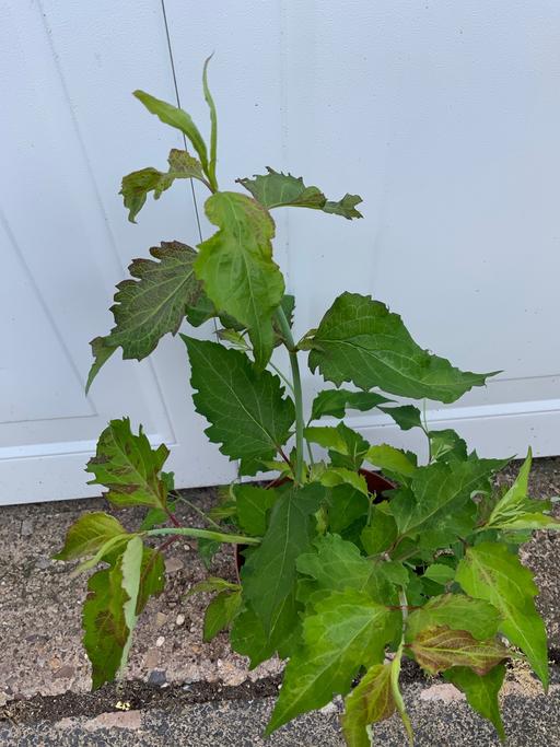 Buy & Sell West Midlands Birmingham - Photos for Shrub Leycesteria