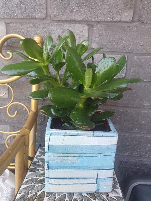 Buy & Sell East London Tower Hamlets - East London - Photos for Money plant with ceramic pot