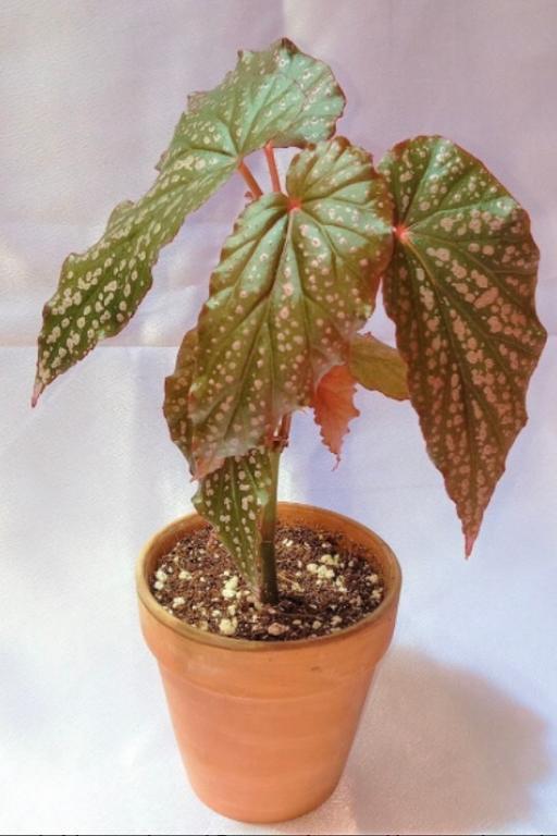 Buy & Sell West Midlands Coventry - Photos for Angel wing begonia (indoors)