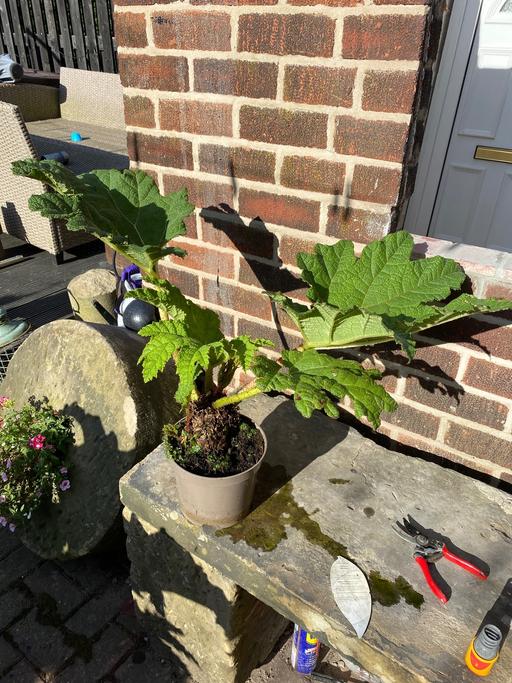 Buy & Sell South Yorkshire Rotherham - Photos for Large gunnera manicata