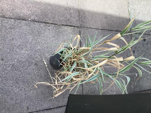 Buy & Sell Staffordshire South Staffordshire - Photos for Plant Grass