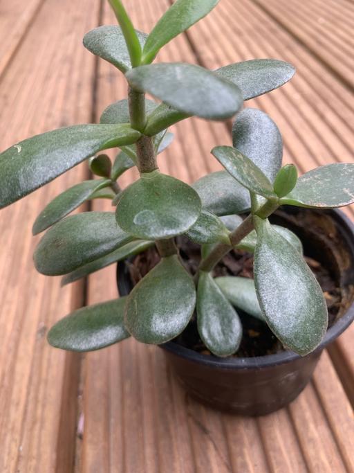 Buy & Sell East London Seven Kings - East London - Photos for 1 money plants