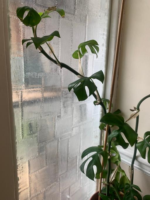Buy & Sell East London Aldborough Hatch - East London - Photos for Cheese plant