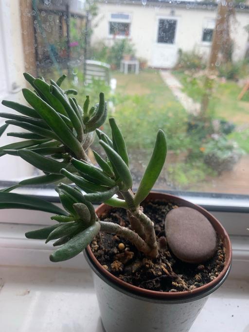 Buy & Sell East London Seven Kings - East London - Photos for House plant with silver pots