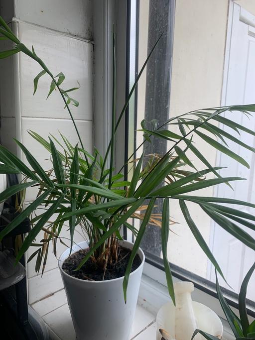 Buy & Sell East London Redbridge - Photos for Large House plant