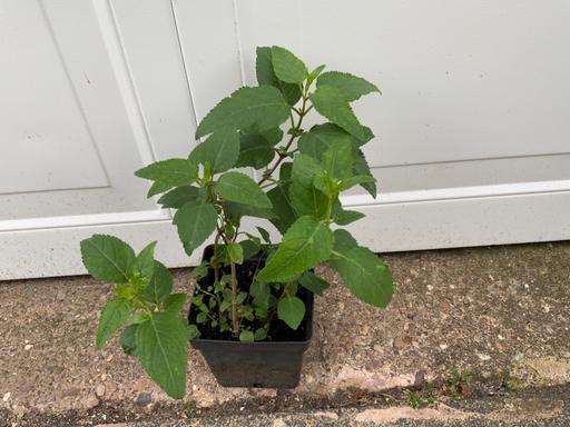 Buy & Sell West Midlands Birmingham - Photos for Shrub Phygelius