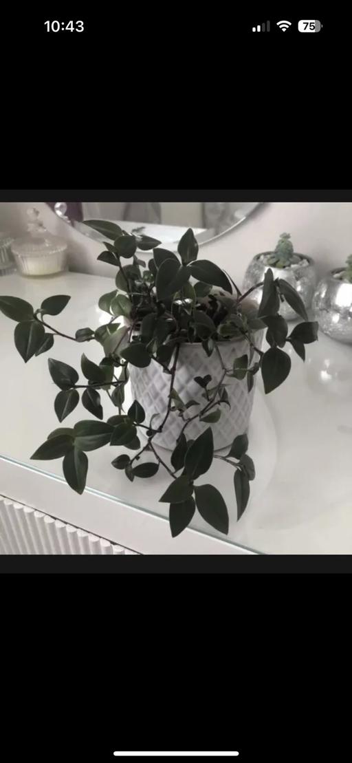 Buy & Sell Gloucestershire South Gloucestershire - Photos for houseplant Tradescantia No pot indoor plant