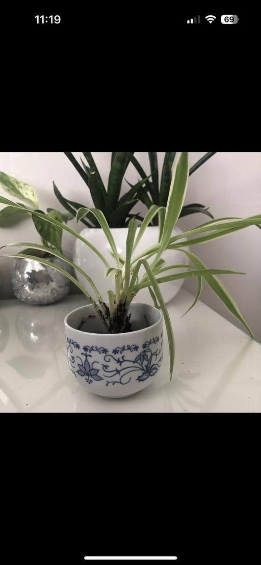 Buy & Sell Gloucestershire South Gloucestershire - Photos for Spider plant & decorative pot houseplant