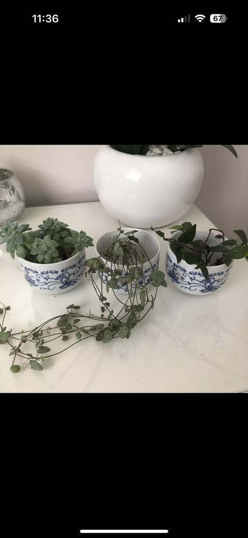 Buy & Sell Gloucestershire South Gloucestershire - Photos for 3x echeveria string of hearts tradescantia