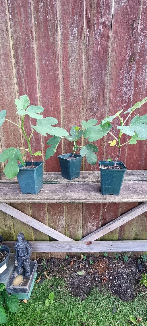 Buy & Sell West Midlands Coventry - Photos for brown turkey fig tree