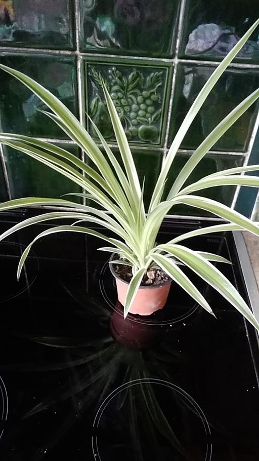 Buy & Sell Pembrokeshire - Wales Pantygrwndy - Pembrokeshire - Photos for spider plant