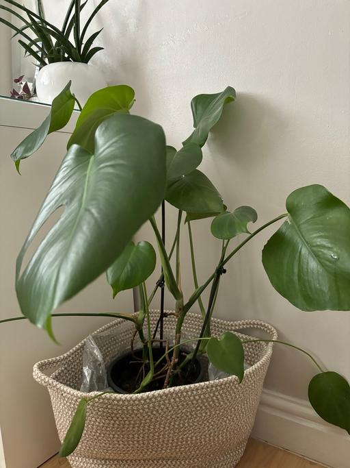 Buy & Sell Gloucestershire South Gloucestershire - Photos for Monstera houseplant evergreen 3 plants in pot