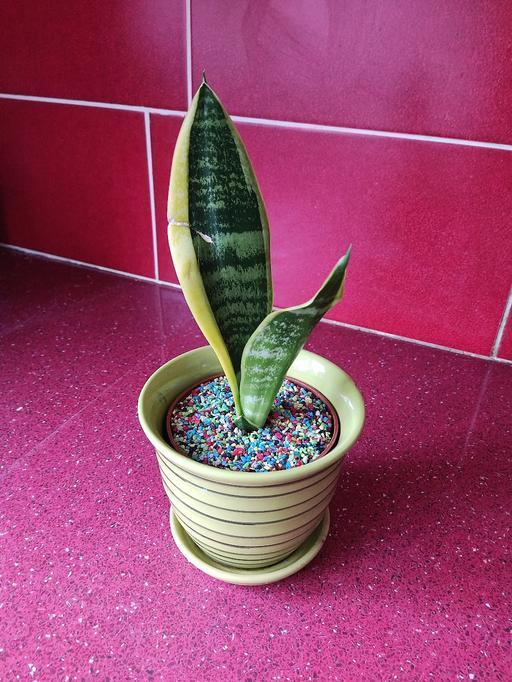 Buy & Sell West Midlands Birmingham - Photos for Sansevieria snake plant