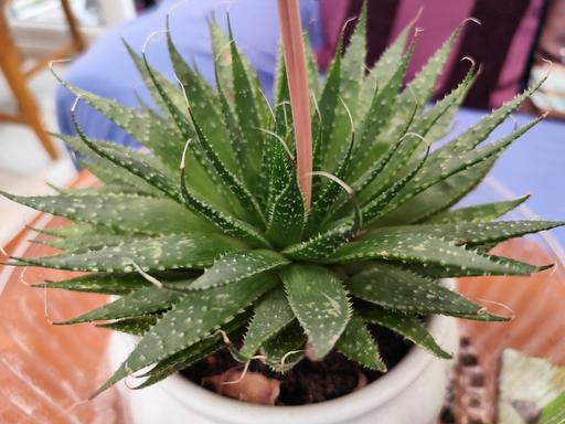 Buy & Sell West Midlands Birmingham - Photos for medium size Aloe Vera plant £10