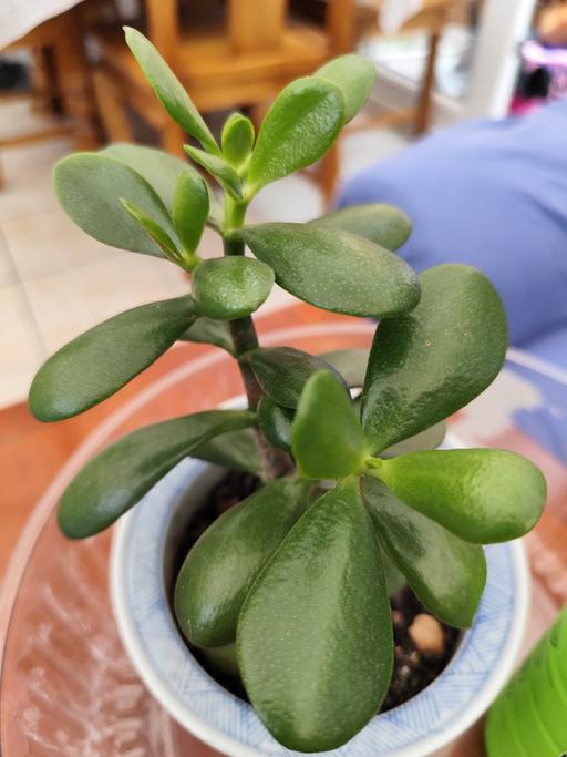 Buy & Sell West Midlands Birmingham - Photos for Money /Jade Plant x 1 £5