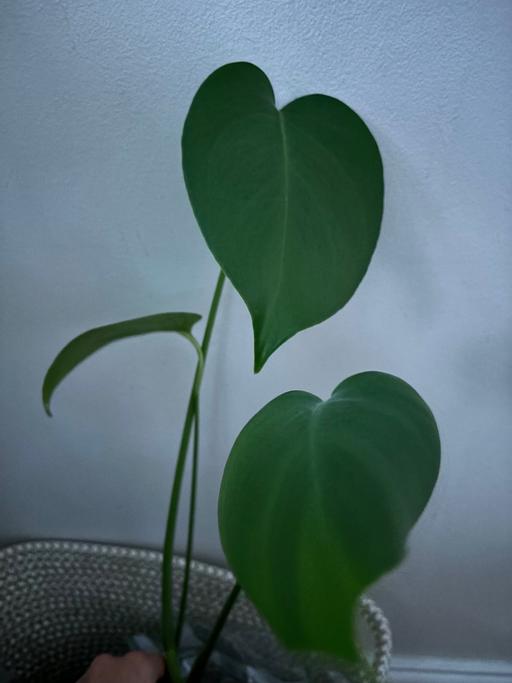 Buy & Sell Gloucestershire South Gloucestershire - Photos for Monstera young rooted 3 leaf plant houseplant