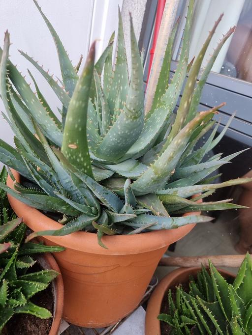 Buy & Sell East London Bromley by Bow - East London - Photos for XXL home grown aloe vera plant just